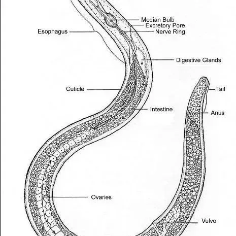 thumbnail for publication: Soil-Inhabiting Nematodes, Phylum Nematoda